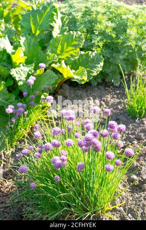 Ciboulette en fleur pourpre sur un lit de jardin de légumes ensoleillé avec rhubarbe en arrière-plan Banque D'Images