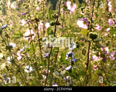 Fleurs sauvages dans la prairie au Monténégro. Fleurs sauvages tendres sur fond d'herbe verte. Paysage d'été incroyable. Fleur de malow bleu rose. Banque D'Images