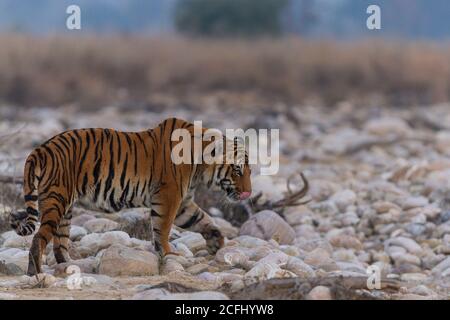 Le jeune tigre du Bengale commence à marcher sur le lit de la rivière sèche dans la matinée froide d'hiver à Corbett Tiger Reserve, Uttarakhand, Inde Banque D'Images