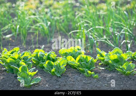 Jeunes plantules d'épinards et d'oignons dans un jardin de légumes ensoleillé avec des échalotes en arrière-plan. Avec espace de copie. Banque D'Images