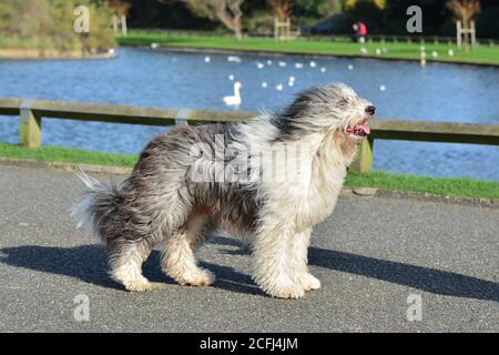 Old English Sheepdog croisées avec le Border Collie, chien adulte femelle, vue de côté, debout dans la brise au Royaume-Uni. Dulux chien posant. Banque D'Images