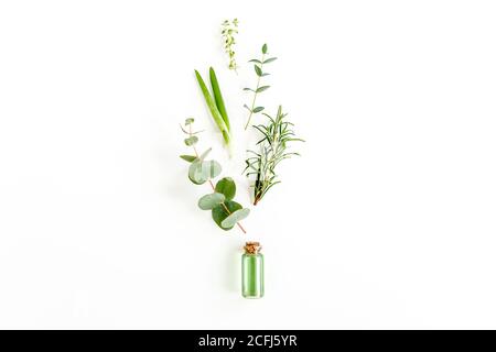 Huile essentielle et mélange d'herbes, branches vertes, feuilles d'eucalyptus, aloès Vera, romarin, thym sur fond blanc. Pose à plat. Vue de dessus. Banque D'Images