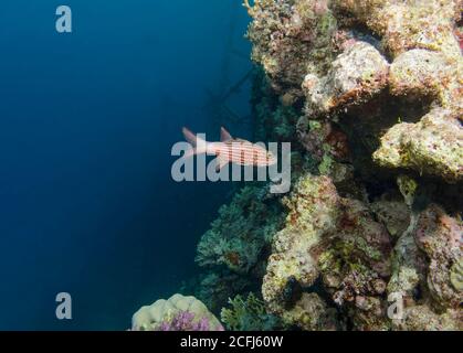 Cardinal tigre, Cheilodipterus arabicus, sur le récif, Hamata, Mer Rouge, Égypte Banque D'Images