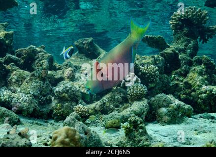 Parrotfish de l'océan Indien, Chlorurus strongycephalus, femelle, île de Bathala, Maldives Banque D'Images