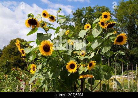 Tournesols dans un jardin en été Banque D'Images