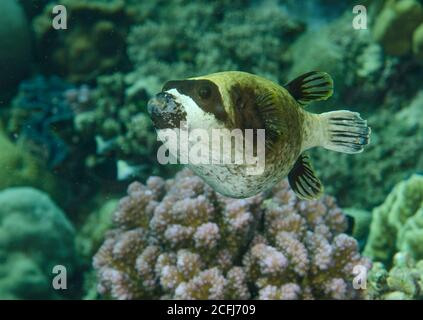 Arothron diadematus puffer, masqué, sur les récifs coralliens à hamata, Egypte Banque D'Images