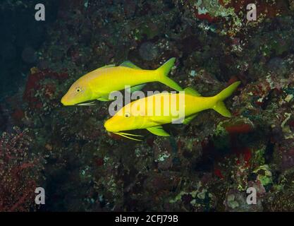 Une paire de poissons-naisseaux jaunes, Paruceneus cyclostomus, sur le récif de Hamata, en mer Rouge, en Égypte Banque D'Images