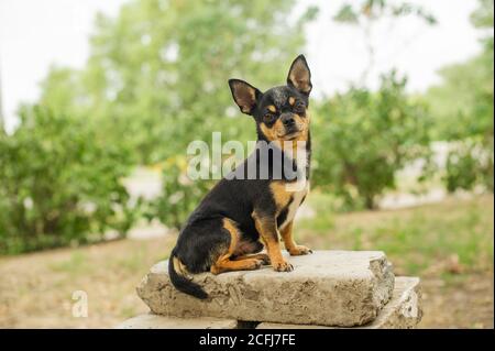 Les chiens de compagnie se promène dans la rue. Chien Chihuahua pour une promenade. Chihuahua noir, marron et blanc. Chiot en marche. Portrait de chien Banque D'Images