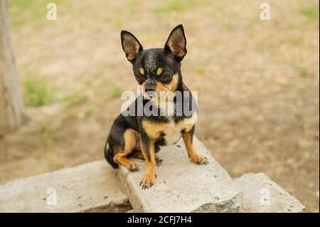 Les chiens de compagnie se promène dans la rue. Chien Chihuahua pour une promenade. Chihuahua noir, marron et blanc. Chiot en marche. Portrait de chien Banque D'Images