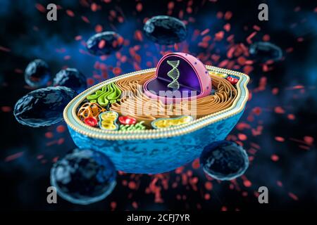 Rendu 3D de la coupe transversale des cellules humaines, anatomie colorée détaillée, fond bleu foncé, cellules d'eau Banque D'Images