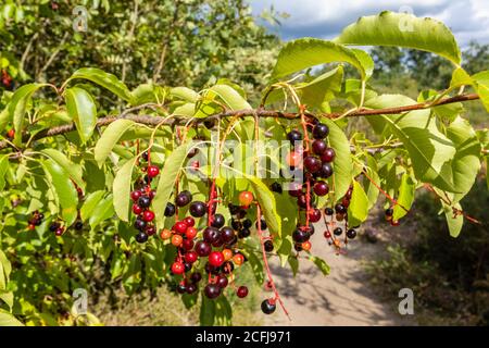 Baies rouges à rouges foncé de Prunus pagus (cerisier d'oiseau, baie de baie, baie de hagberry ou arbre de Mayday) à la fin de l'été / début de l'automne à Frensham, Surrey, Angleterre Banque D'Images