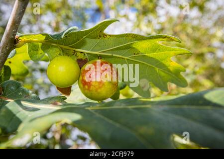 Une pomme de chêne ou une Galle de chêne sur le dessous d'un chêne (Quercus robur) feuille à la fin de l'été / début de l'automne à Frensham Little Pond, Surrey, Angleterre Banque D'Images