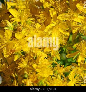 Millepertuis en fleur, Hypericum perforatum Banque D'Images