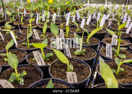 Pays-Bas, Wageningen, Wageningen University Research, WUR. Une serre de recherche sur la sensibilité des plantes de banane. Banque D'Images