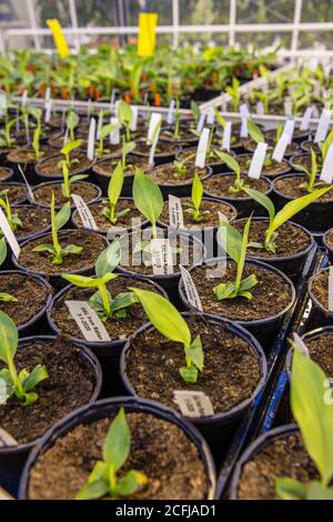 Pays-Bas, Wageningen, Wageningen University Research, WUR. Une serre de recherche sur la sensibilité des plantes de banane. Banque D'Images