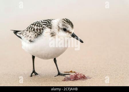 Sanderling (Calidris alba), alimentation d'oiseaux juvéniles sur le rivage, Walcott, Norfolk, Royaume-Uni, 4 septembre 2020 Banque D'Images