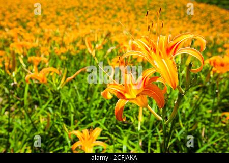 Belle montagne de fleurs de jour dans la montagne de pierre de soixante de hualien, Taiwan. Banque D'Images