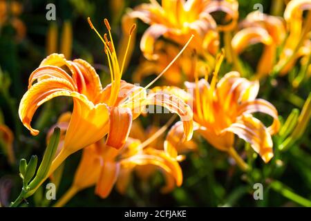 Belle montagne de fleurs de jour dans la montagne de pierre de soixante de hualien, Taiwan. Banque D'Images