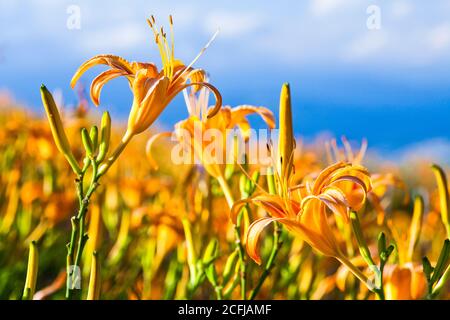 Belle montagne de fleurs de jour dans la montagne de pierre de soixante de hualien, Taiwan. Banque D'Images