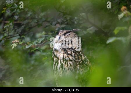 Pays-Bas, Kerkrade, GaiaZoo, Hibou de l'aigle eurasien (Bubo bubo). Banque D'Images