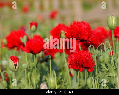 Fleurs rouges de larmes de pavot ou lacryma papaveris, Papaver somniferum. Fleurs d'opium Banque D'Images