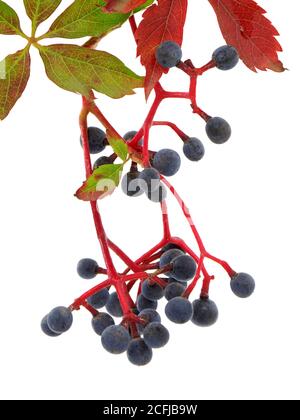 Brindilles de Virginie avec baies isolées sur blanc, Parthenocissus quinquefolia Banque D'Images