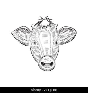 Esquisse de la tête d'une vache en regardant droit. Illustration vectorielle de la face entière Banque D'Images