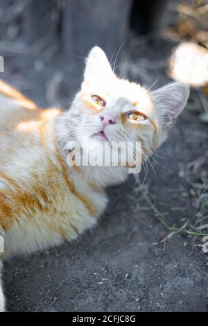 Magnifique chat de gingembre prend des bains de soleil à l'extérieur. Photo verticale Banque D'Images