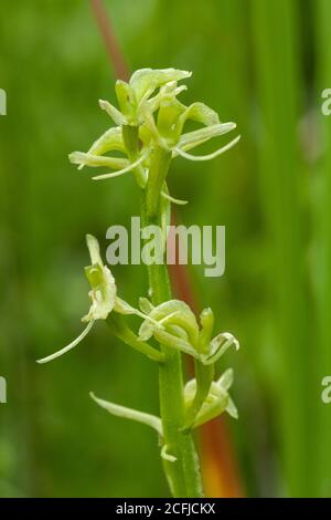 Fen Orchid, Upton, (Liparis loeselii) croissance de fleurs dans Norfolk Broads, Royaume-Uni, 13 juin 2007 Banque D'Images