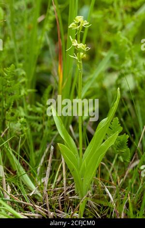 Fen Orchid, Upton, (Liparis loeselii) croissance de fleurs dans Norfolk Broads, Royaume-Uni, 13 juin 2007 Banque D'Images