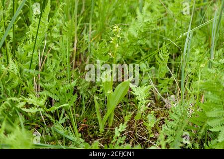 Fen Orchid, Upton, (Liparis loeselii) croissance de fleurs dans Norfolk Broads, Royaume-Uni, 13 juin 2007 Banque D'Images