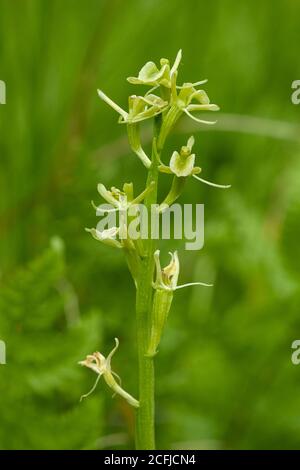 Fen Orchid, Upton, (Liparis loeselii) croissance de fleurs dans Norfolk Broads, Royaume-Uni, 13 juin 2007 Banque D'Images