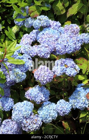 Arbuste d'Hydrangea en pleine fleur qui est un printemps et l'été floraison vivace plante stock image photo Banque D'Images