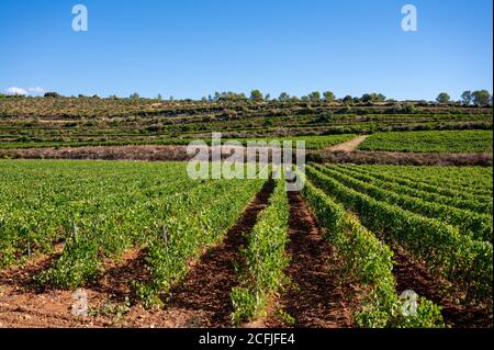 Des rangées de raisins mûrs sur des vignobles dans les Côtes de Provence, région Provence, sud de la France, prêts à la récolte, vinification en France Banque D'Images