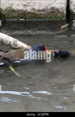 Un Moorhen adulte Gallinula chloropus nourrissant une poussette sur le lac de plaisance de Trenance dans les jardins de Trenance à Newquay, en Cornouailles. Banque D'Images