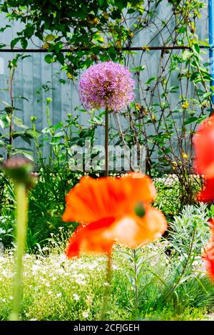 noeud décoratif fleuri dans le jardin de printemps avec un grand coquelicot rouge au premier plan Banque D'Images