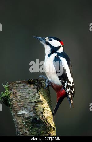 Gros plan d'un grand pic à pois (Dendrocopos Major) perché sur un bouleau à mousse sur fond clair, Royaume-Uni. Banque D'Images