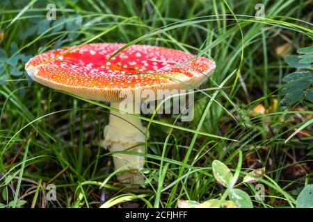 Un champignon Amanita muscaria adulte avec un chapeau ouvert, au milieu de l'herbe verte dans la forêt d'automne par une journée ensoleillée. Mise au point sélective. Espace pour le texte. Banque D'Images