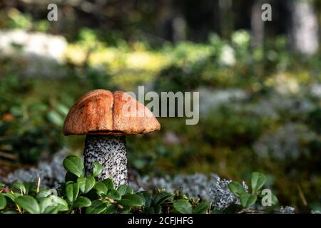 Le champignon Boletus parmi les mousses et les feuilles de baies de lingonberry dans la forêt d'automne par une journée ensoleillée. Arrière-plan magique de forêt flou. Gros plan. Espace pour le texte. Banque D'Images