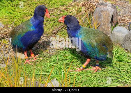 Une paire de takahe, en voie de disparition des oiseaux sans vol, avec un plumage bleu et vert frappant que l'on trouve seulement en Nouvelle-Zélande Banque D'Images