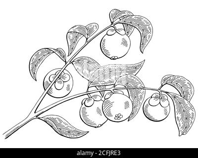 Mangosteen fruit graphique branche noir blanc isolé esquisse illustration vecteur Illustration de Vecteur