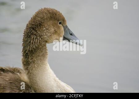 Un jeune cygne nage élégamment sur l'étang Banque D'Images