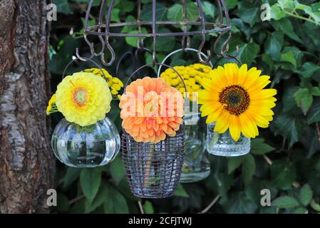 dahlias et tournesol dans un vase en verre suspendu sur un séchoir à herbes Banque D'Images