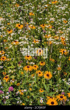 Fleurs sauvages des prés, dont Susan à yeux noirs et Daisy Fleabane, qui poussent naturellement dans un pré d'été sauvage dans les montagnes Pocono de Pennsylvanie. Banque D'Images