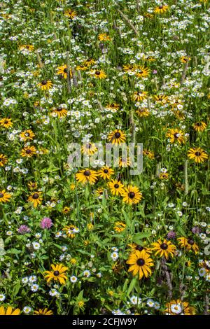 Fleurs sauvages des prés, dont Susan à yeux noirs et Daisy Fleabane, qui poussent naturellement dans un pré d'été sauvage dans les montagnes Pocono de Pennsylvanie. Banque D'Images