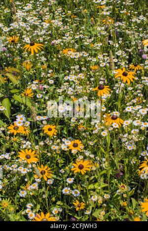 Fleurs sauvages des prés, dont Susan à yeux noirs et Daisy Fleabane, qui poussent naturellement dans un pré d'été sauvage dans les montagnes Pocono de Pennsylvanie. Banque D'Images