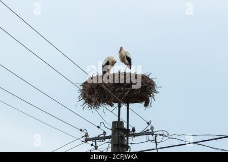 Paire de ciconies blanches Ciconia ciconia dans leur nid sur le haut de la perche électrique, Kaptalantoti, Hongrie Banque D'Images