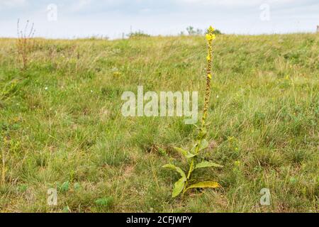 Mulléine d'orange Verbascum phlomoides dans les pâturages, Koveskal, Hongrie Banque D'Images