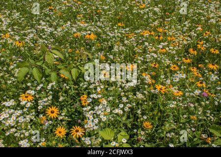 Fleurs sauvages des prés, dont Susan à yeux noirs et Daisy Fleabane, qui poussent naturellement dans un pré d'été sauvage dans les montagnes Pocono de Pennsylvanie. Banque D'Images