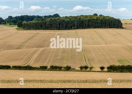 Paysage rural dans les Lambourn Downs, une partie de la région de North Wessex Down Area of Outstanding Natural Beauty, West Berkshire, Royaume-Uni Banque D'Images